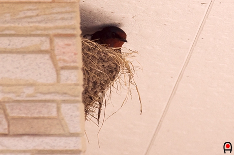 巣で抱卵するツバメの写真
