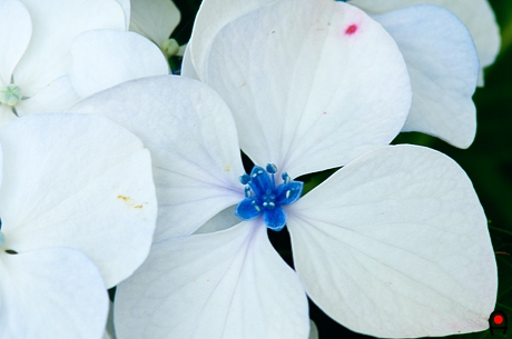 黒羽城趾白い紫陽花のアップ写真