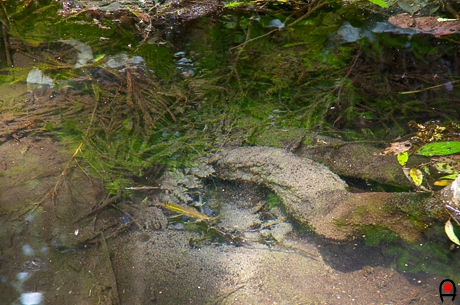 姥が池の湧き水の写真