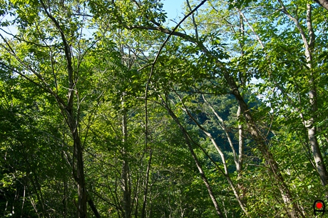 木の陰から見える鎌倉山方面の写真