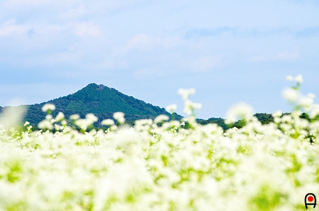そば畑と芳賀富士の写真
