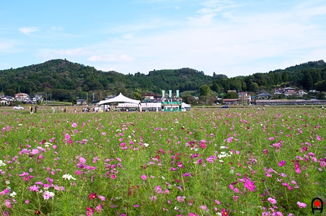 秋桜畑と益子コスモス祭りの展望台付近の写真