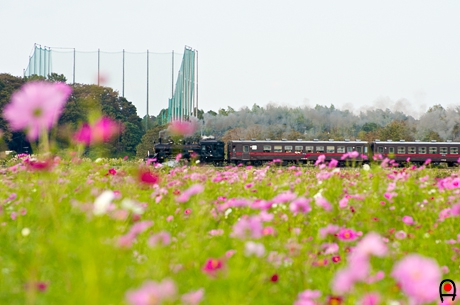 秋桜畑と真岡鐵道のSLの写真