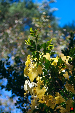 ツル植物の紅葉（黄色）の写真