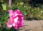 薔薇ストロベリー・アイス の写真