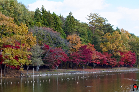 井頭公園池畔の紅葉の写真