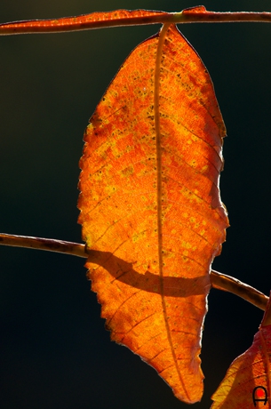 光を通した紅葉の葉の写真