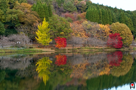 ダム湖に映る木々の写真
