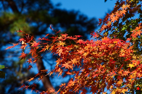 益子の森カエデの紅葉の写真