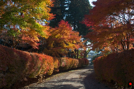 益子参考館紅葉1の写真