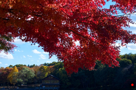 井頭公園池岸の紅葉と鳥見亭の写真