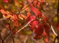 茜色の木の葉の写真