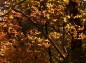 霧降川周囲の紅葉の様子の写真