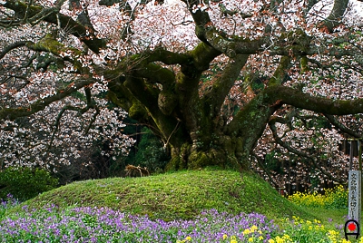 吉高の大桜の根元部の写真