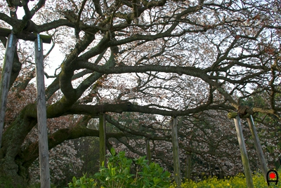 吉高の大桜枝部の写真