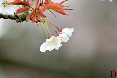 吉高の大桜の花の写真