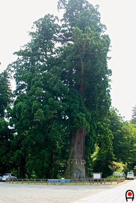 清澄の大杉全体の写真