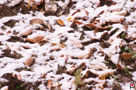 落ち葉の上に積もる雪の写真
