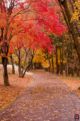 園内歩道の紅葉の写真
