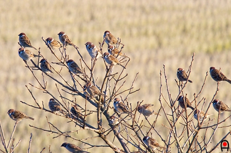 木に留まる雀達の写真