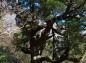 紫峰杉の写真