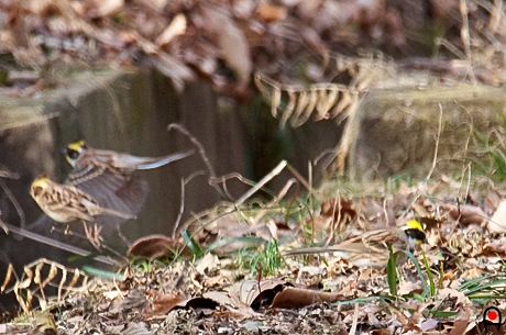 落ち葉の上で何か探し中のミヤマホオジロと裏で飛び立つミヤマホオジロ雄・雌の写真