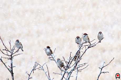 雪の中の雀達の写真