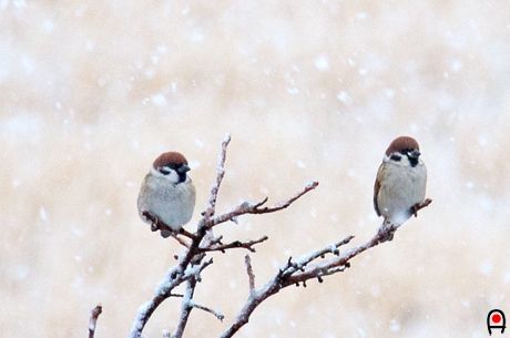 雪の中の雀2羽の写真