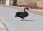 歩道を横切る黒鳥の写真
