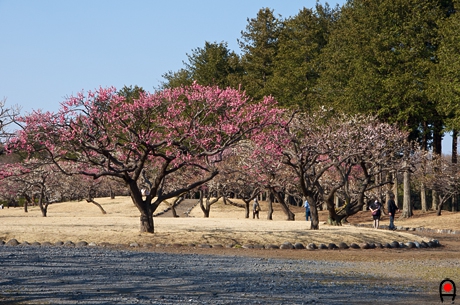 ウメ・モモ園内の梅の木の写真