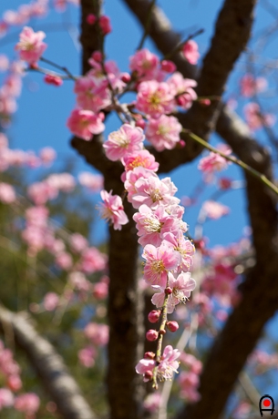 枝垂れ梅の花の写真