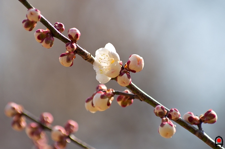 白梅の花の写真