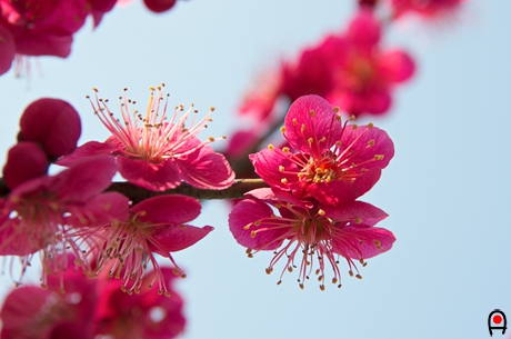 紅梅の花の写真