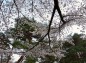 桜の枝の張出の様子の写真
