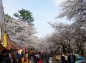 屋台が並ぶ桜並木の様子の写真
