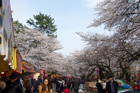 屋台が並ぶ桜並木の様子の写真