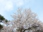 桜の木の上の方の様子の写真
