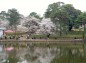 大宮公園内の池周辺の様子の写真