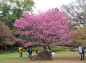 濃いピンクの桜の写真