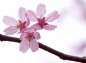 濃いピンクの桜の花正面の写真