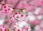 枝先の濃いピンクの桜の写真