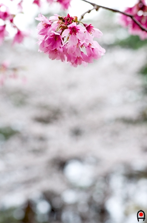 濃いピンクの桜と背景の桜の写真