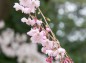 枝垂れ桜の枝の花の写真