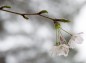 桜の枝先の写真