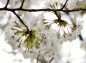半円形に花が広がる桜の花の写真