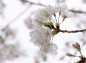 枝先に集まる桜の花の写真