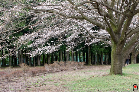 運動場奥の桜の木の写真