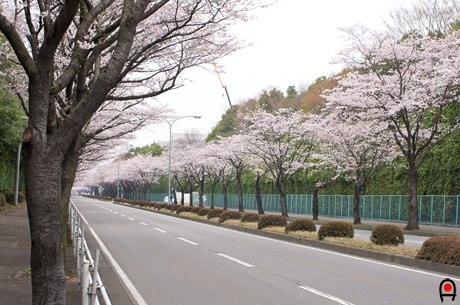 公園前の桜並木の写真