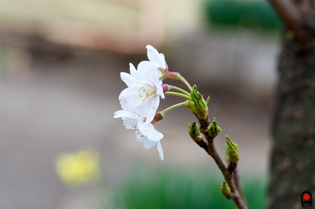 桜の花横からの写真