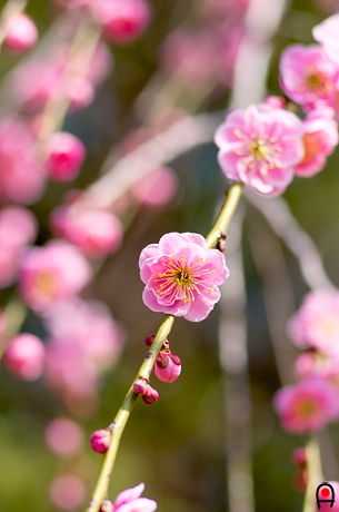 井頭公園のしだれ梅の花の写真